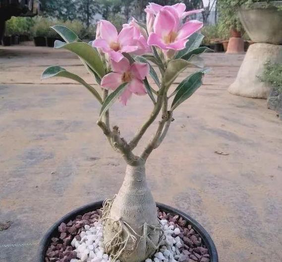 大伯家的玫瑰花如何养护？有哪些好的养护建议？