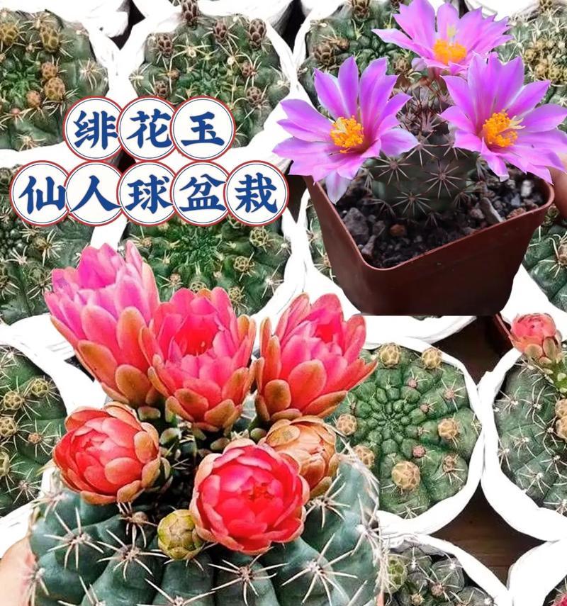 玉和仙人球的区别是什么？如何区分？