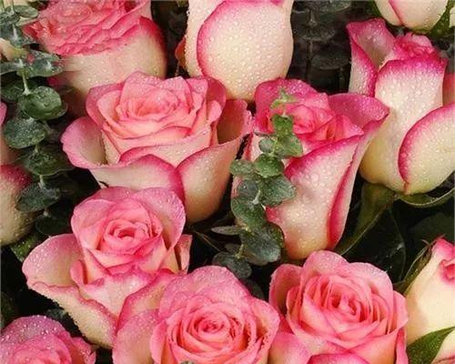 彩色玫瑰花冠的花蕊属于哪种花？