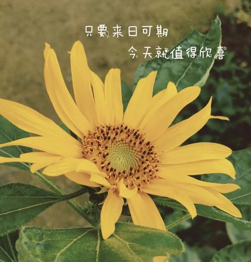 向日葵10支代表什么？精品向日葵花语有何深意？