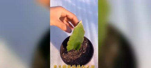 野三角嫁接仙人球的步骤是什么？