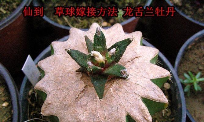 野三角嫁接仙人球的步骤是什么？
