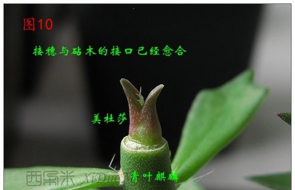 野三角嫁接仙人球的步骤是什么？