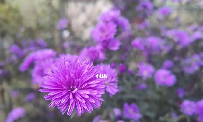 紫色雏菊的花语有何含义？它在花语文化中象征着什么？