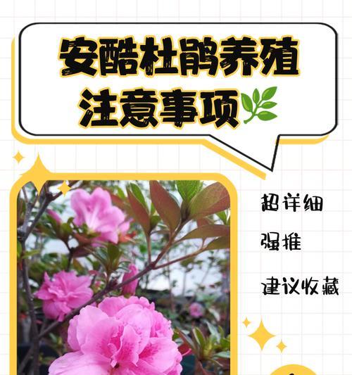 杜鹃牡丹花的养护要点是什么？如何处理常见的养护问题？