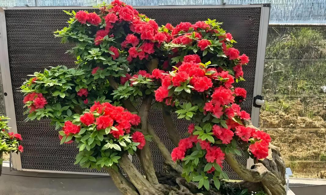 杜鹃牡丹花的养护要点是什么？如何处理常见的养护问题？