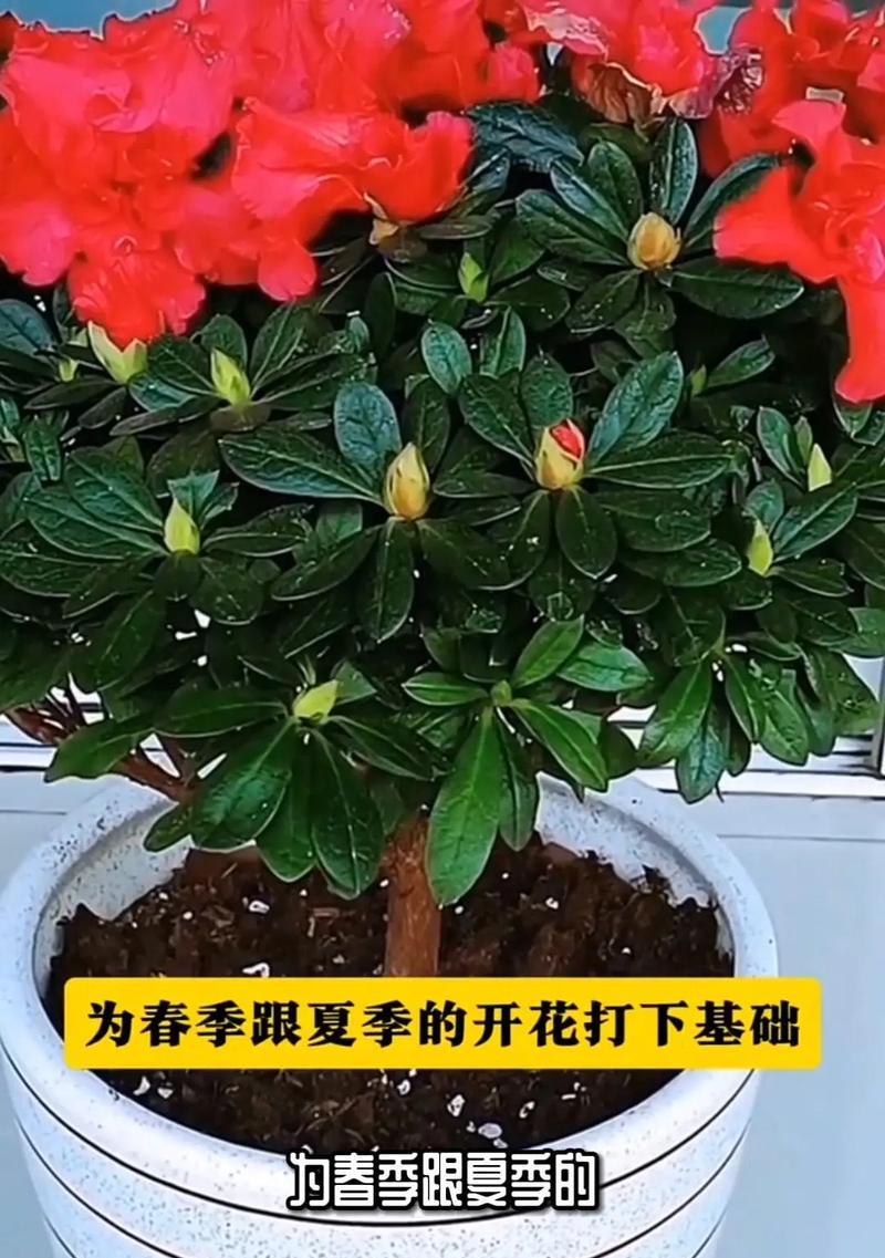 杜鹃牡丹花的养护要点是什么？如何处理常见的养护问题？