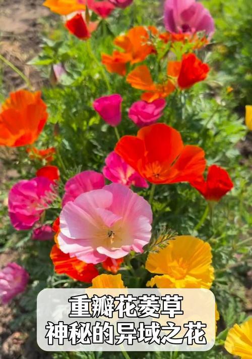 同瓣草的花语代表了什么？