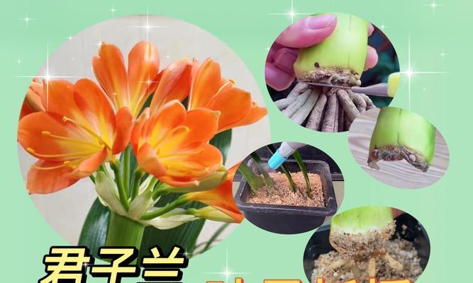 君子兰底部叶子如何安全去除？使用什么药物合适？