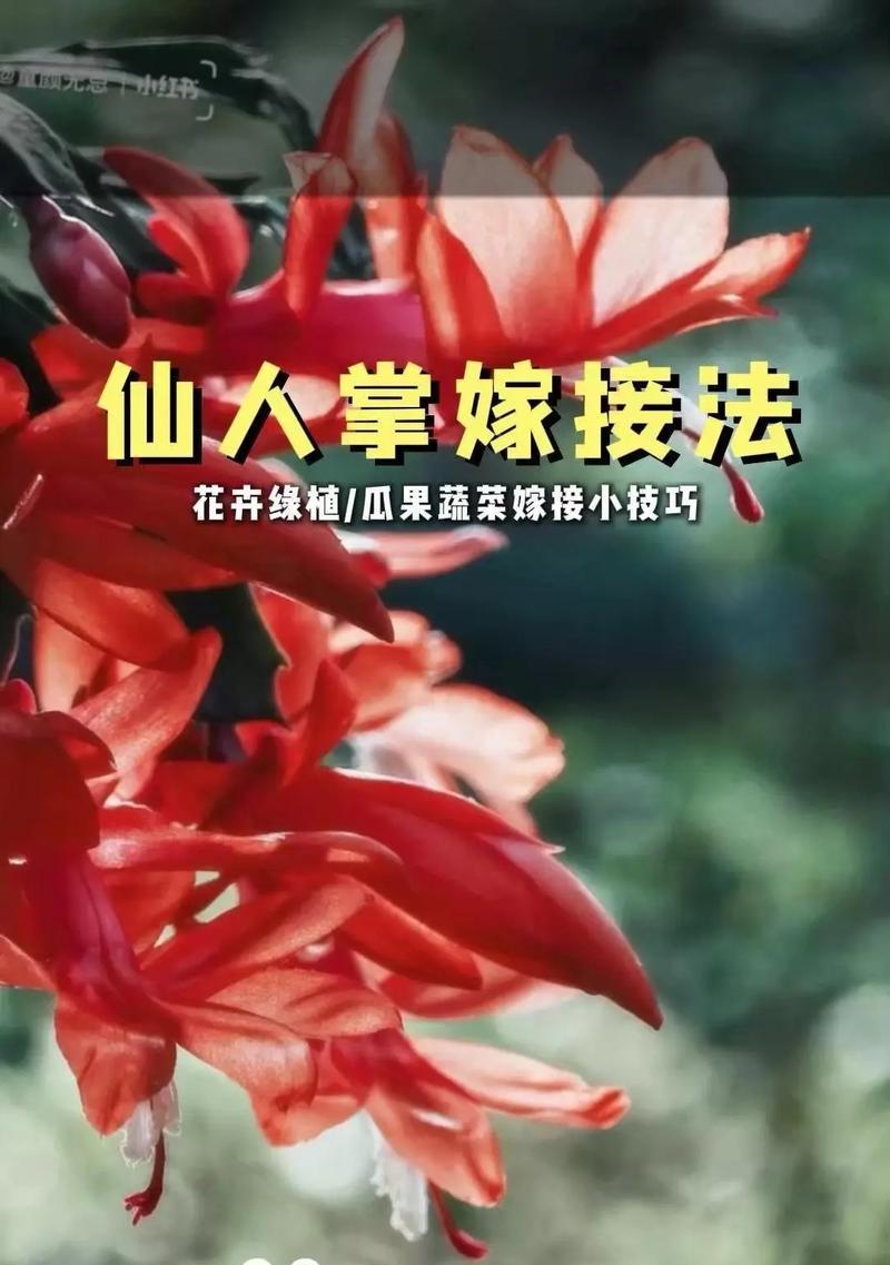 如何选择适合嫁接蟹爪兰的仙人球？