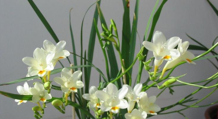 小刘海花语有何含义？它代表了哪种情感？