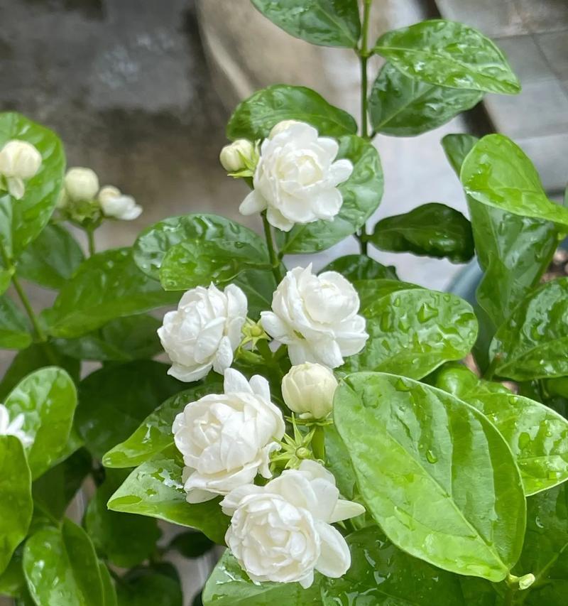 茉莉花的花语有何深意？它通常象征着什么？