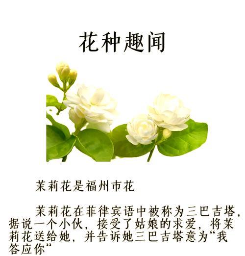 茉莉花的花语有何深意？它通常象征着什么？