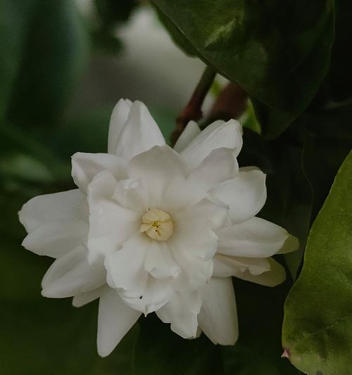 茉莉花的花语有何深意？它通常象征着什么？