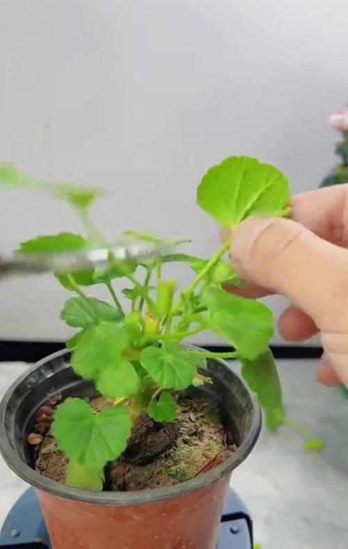 仙人掌扦插天竺葵的正确方法是什么？