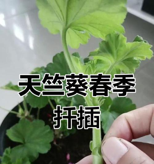 仙人掌扦插天竺葵的正确方法是什么？