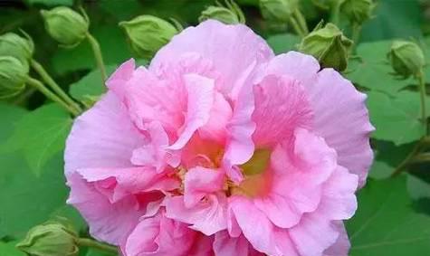 和鬼相关的花语是什么呢？xxx的花语又是什么？