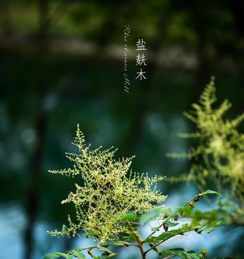 圆形状的花语有何含义？它代表了什么？
