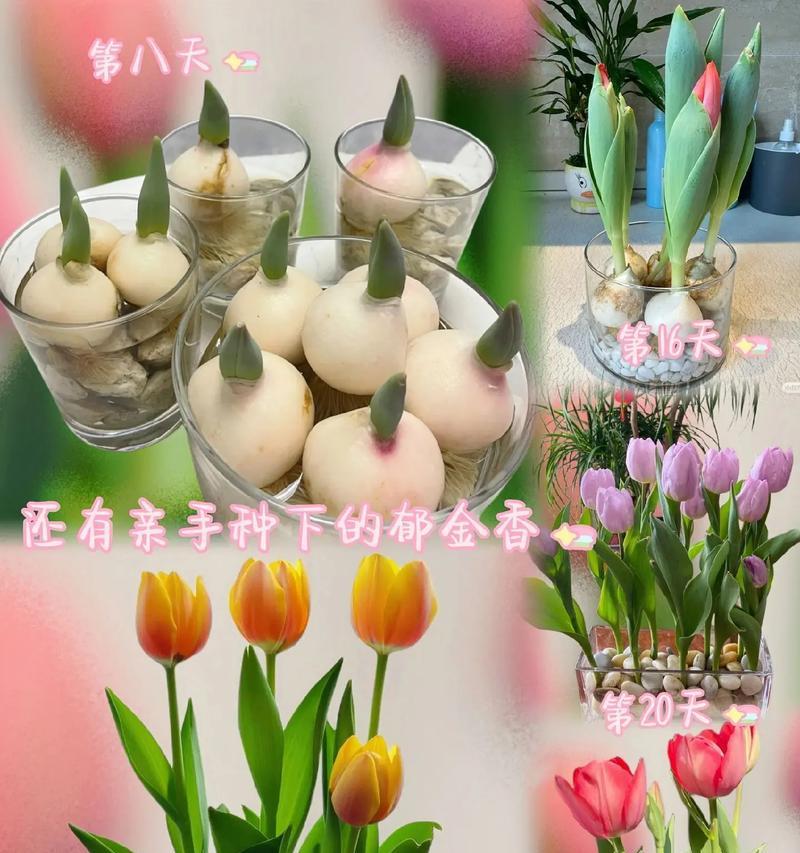 玫瑰花种植时泥土如何捏制？捏制泥土的正确方法是什么？