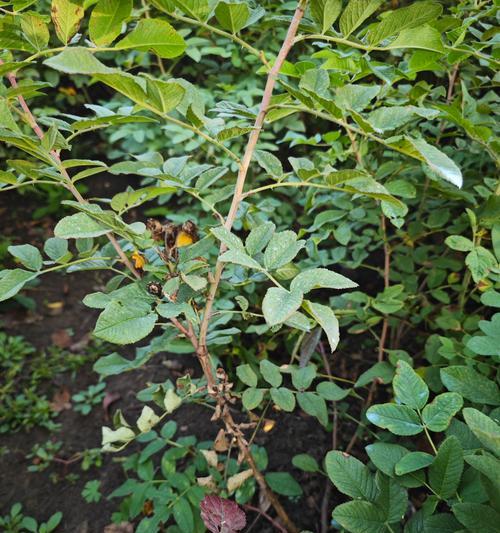 玫瑰花种植时泥土如何捏制？捏制泥土的正确方法是什么？