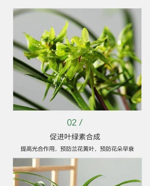 君子兰复合肥养花推荐哪种肥料？使用复合肥的正确方法是什么？