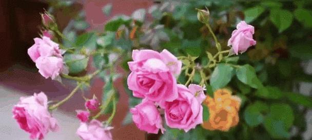 4月1日的花语是什么？它代表了什么？
