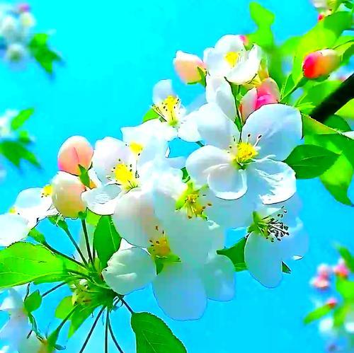 4月1日的花语是什么？它代表了什么？