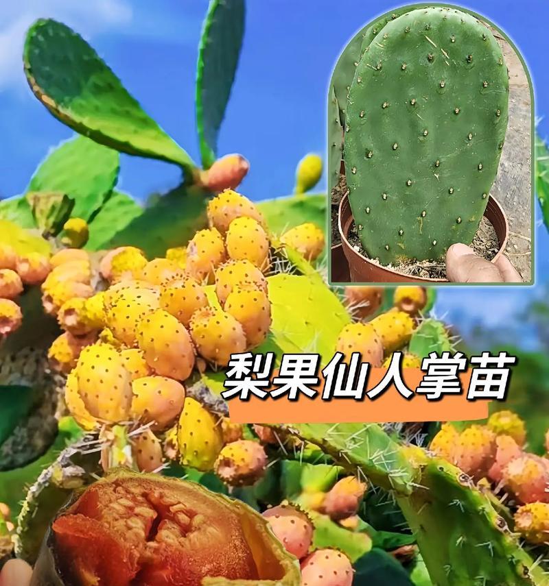 仙人掌绿植苗养护技巧有哪些？