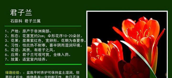 君子兰修根后多久能生根发芽？如何促进快速生长？
