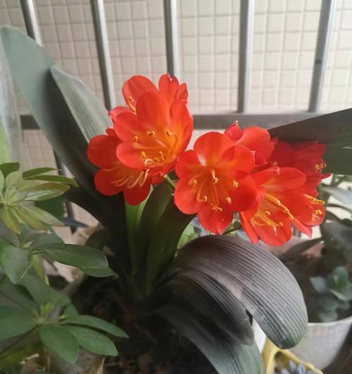 君子兰繁殖有哪些步骤？繁殖后如何护理？