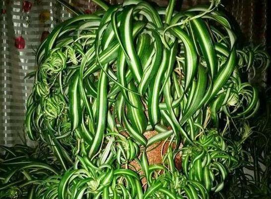 绿色魔杖花的花语有何特殊含义？如何用它来表达情感？