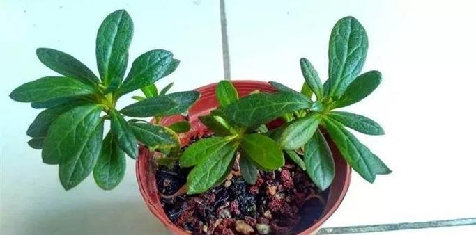 绿色魔杖花的花语有何特殊含义？如何用它来表达情感？