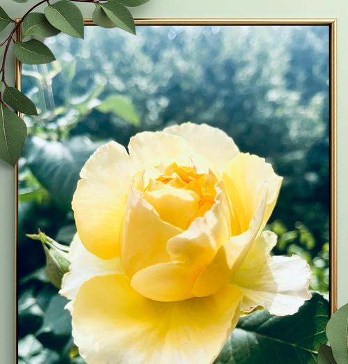 月季花语代表什么？阳光月季有何特别含义？