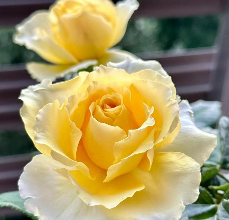 月季花语代表什么？阳光月季有何特别含义？