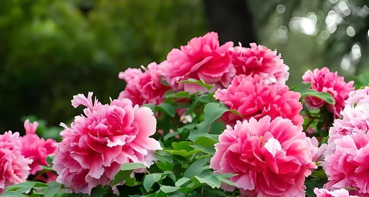 牡丹花冬季施肥需要注意什么？怎样施肥效果好？