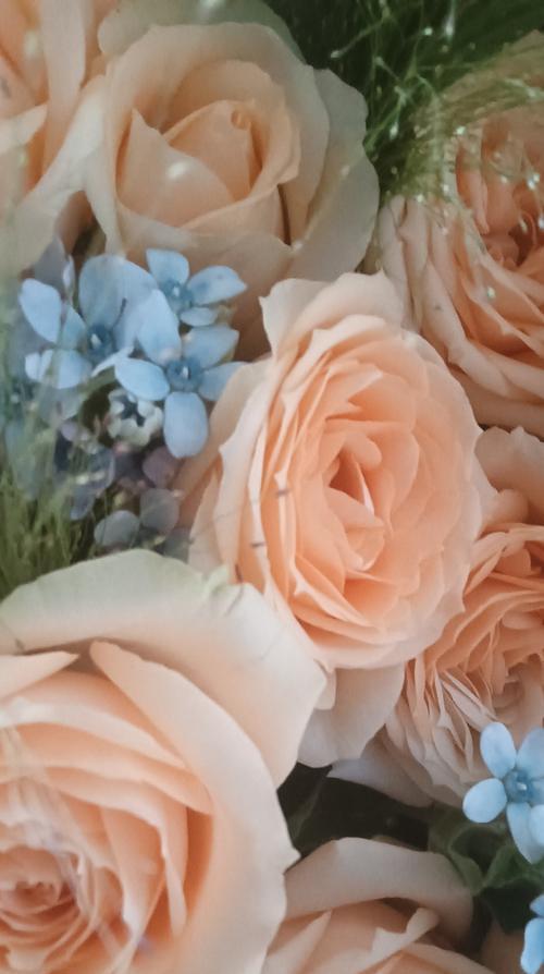 红玫瑰花最美丽的花语是什么？它有什么特别的含义吗？
