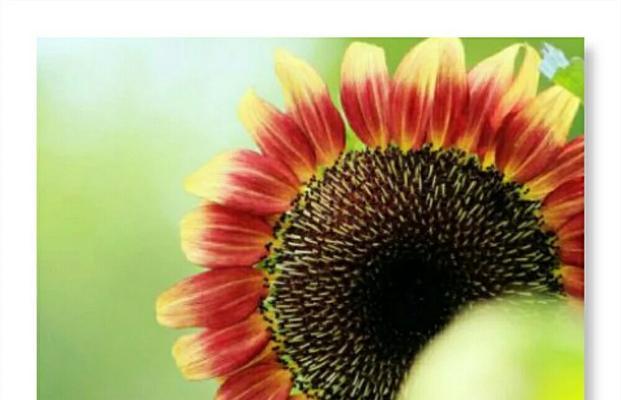 心灵花语因爱而生有何深意？它表达了什么？