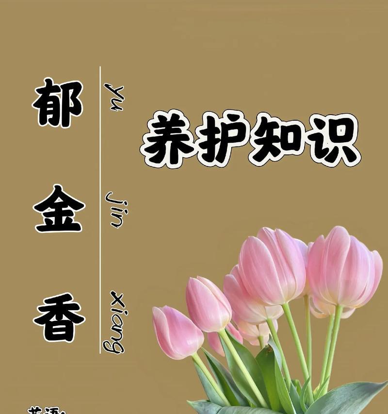 紫郁金香代表了什么？它的花语有何寓意？
