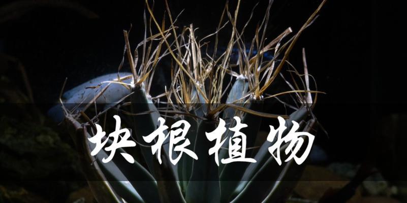 仙人球下黑色植物是什么？如何处理？