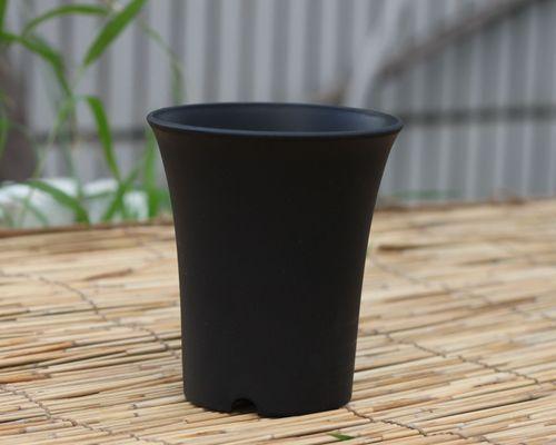 仙人球下黑色植物是什么？如何处理？