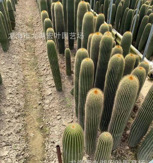 大凤龙仙人球的开花花色是什么？如何养护才能使其开出美丽的花朵？