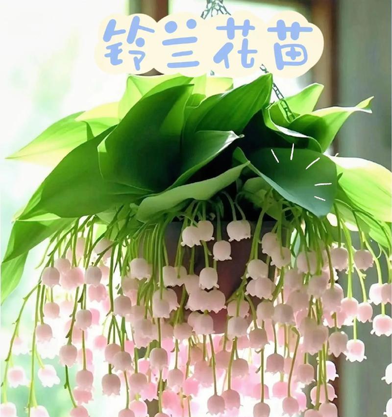 Miniso香水粉红的花语是什么？粉红花语代表什么味道？