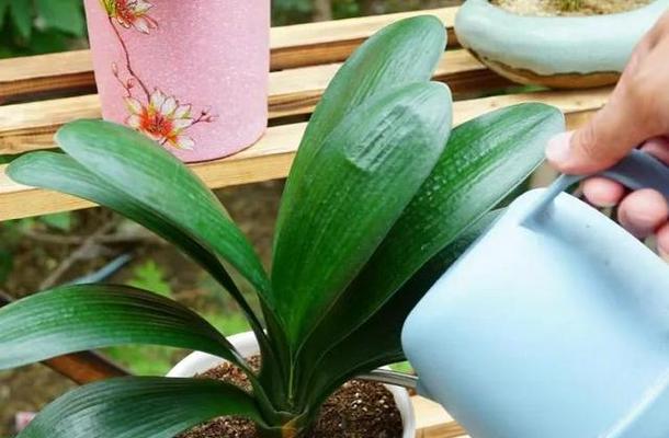 君子兰底层叶子化水的处理方法？