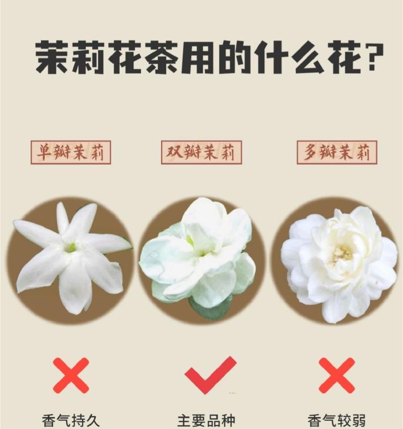 茉莉花的花语代表了什么？