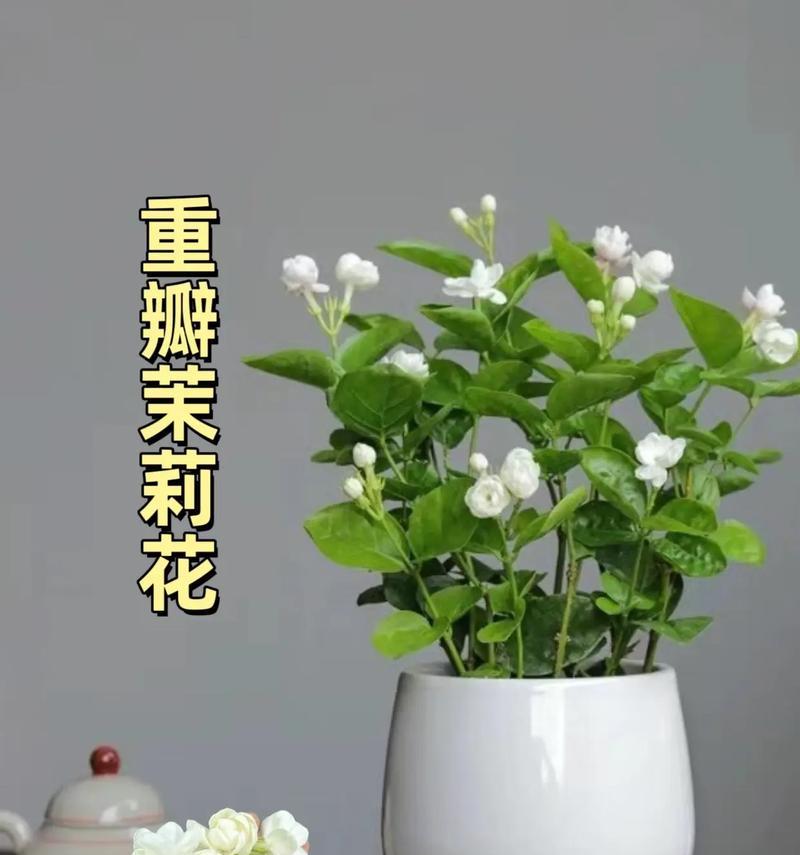 茉莉花的花语代表了什么？