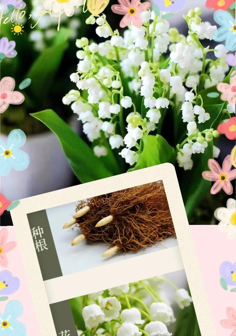 等待你的花语和寓意是什么？哪种花代表等待？