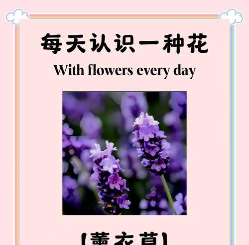 等待你的花语和寓意是什么？哪种花代表等待？