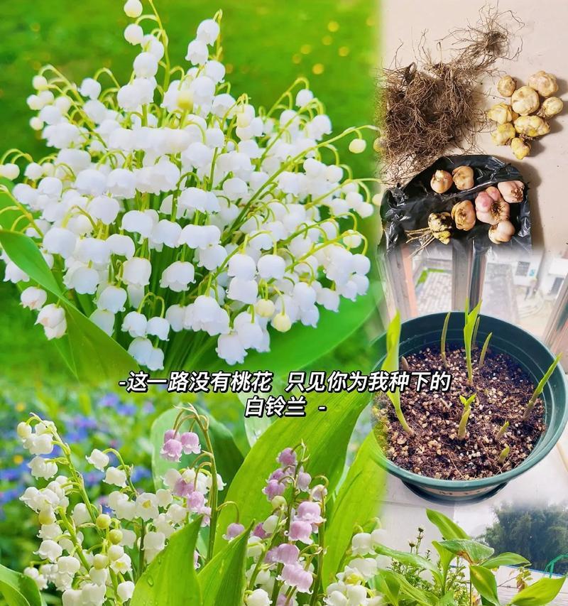 等待你的花语和寓意是什么？哪种花代表等待？