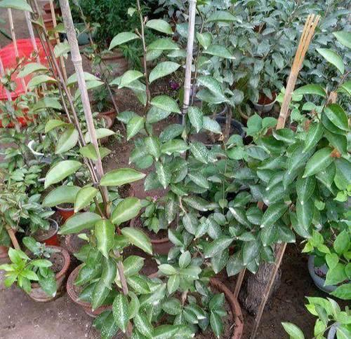 仙人掌小花芽生长遇到问题怎么办？