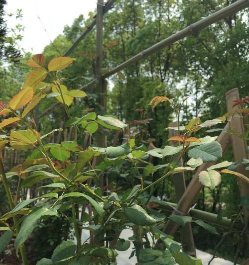 仙人掌小花芽生长遇到问题怎么办？